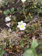 Image of Pinguicula alpina L.