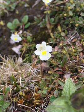 Image of Pinguicula alpina L.