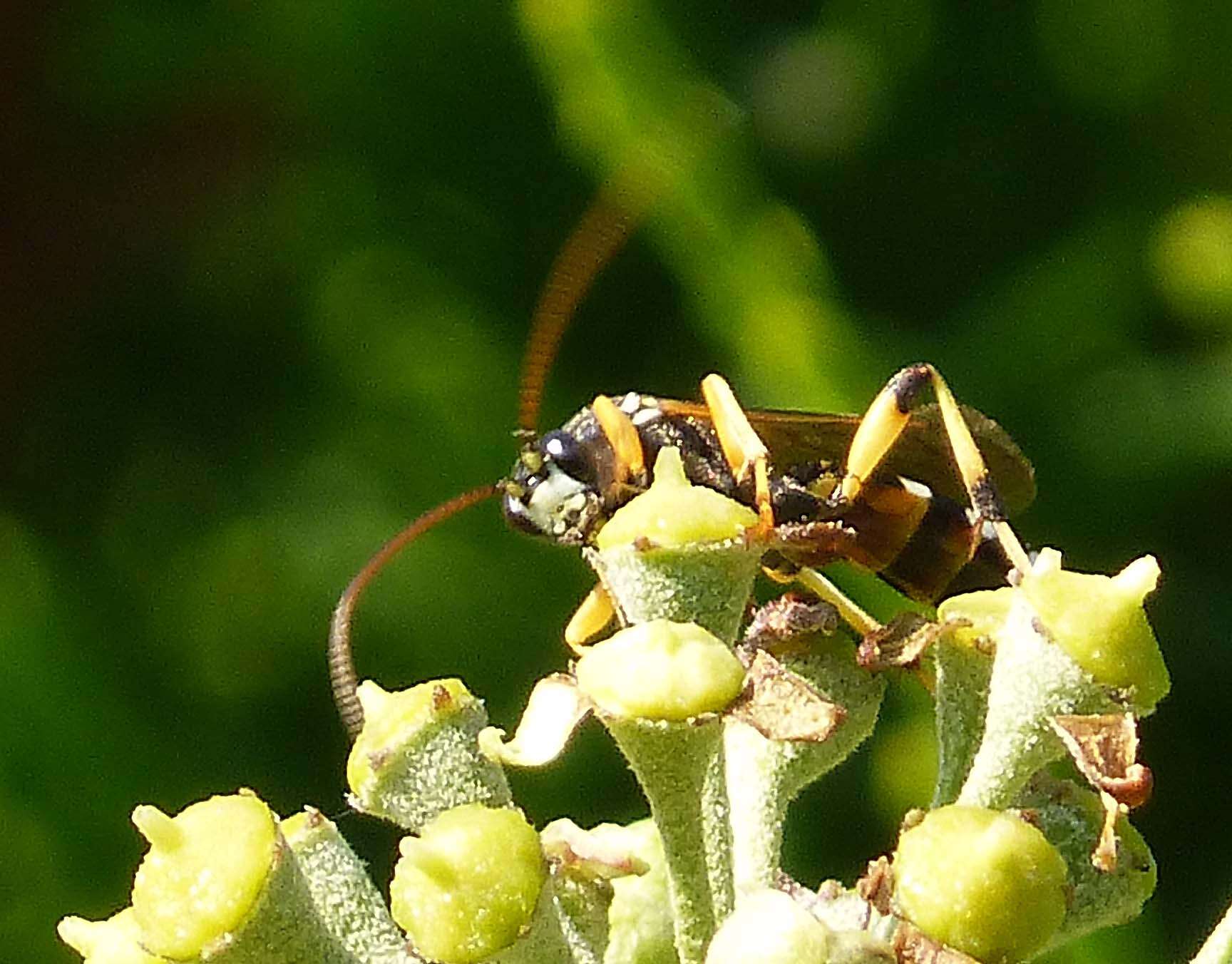 Sivun Ichneumon sarcitorius Linnaeus 1758 kuva