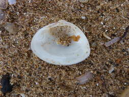 Image of cut surfclam