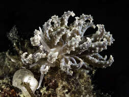 Image of Phyllodesmium crypticum Rudman 1981