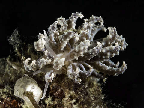 Image of Phyllodesmium crypticum Rudman 1981
