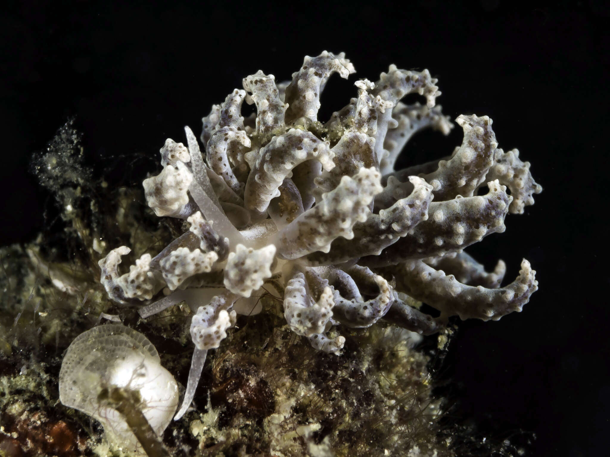 Image of Phyllodesmium crypticum Rudman 1981