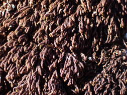 Image of Snow Rock-moss