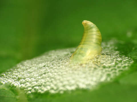 Image of froghoppers