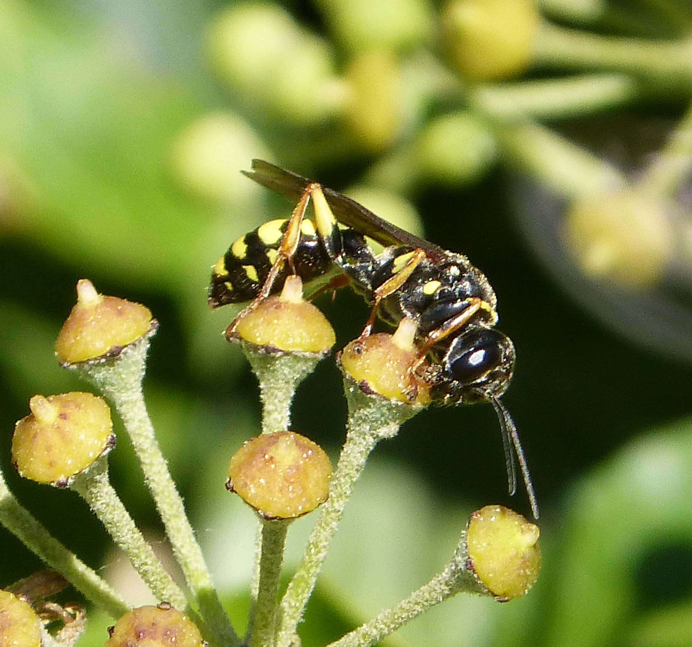 Image of Mellinus arvensis (Linnaeus 1758)