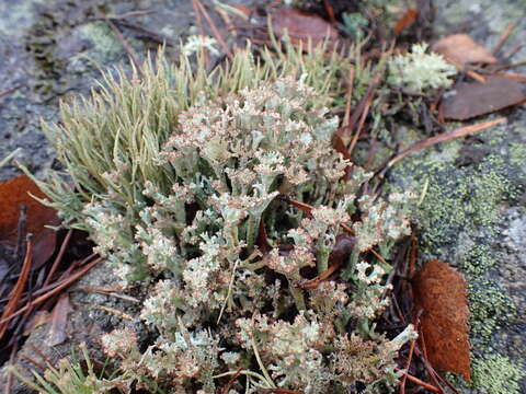 Image of cup lichen