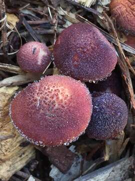 Image of Gymnopilus luteofolius (Peck) Singer 1951