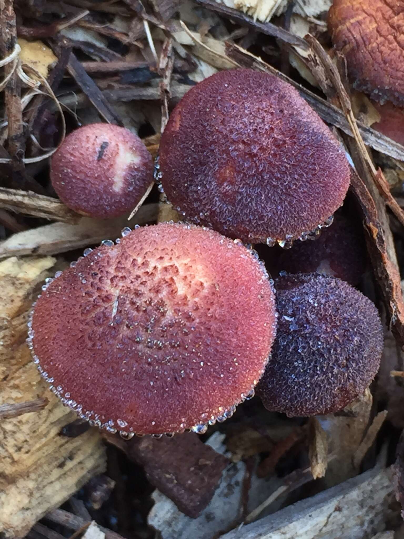 Imagem de Gymnopilus luteofolius (Peck) Singer 1951