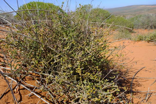 Image of Pharnaceum microphyllum L. fil.