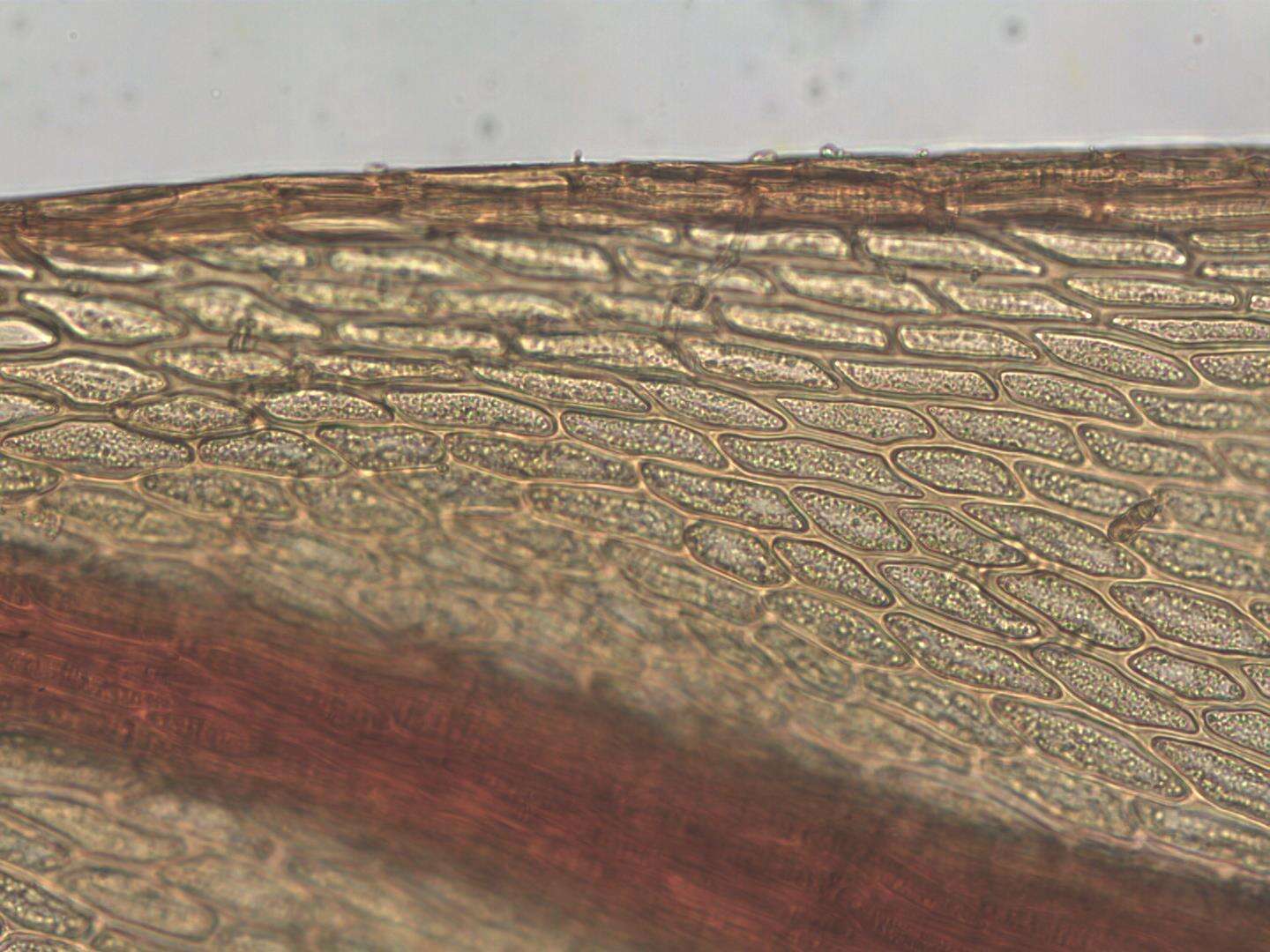 Image of <i>Imbribryum alpinum</i>