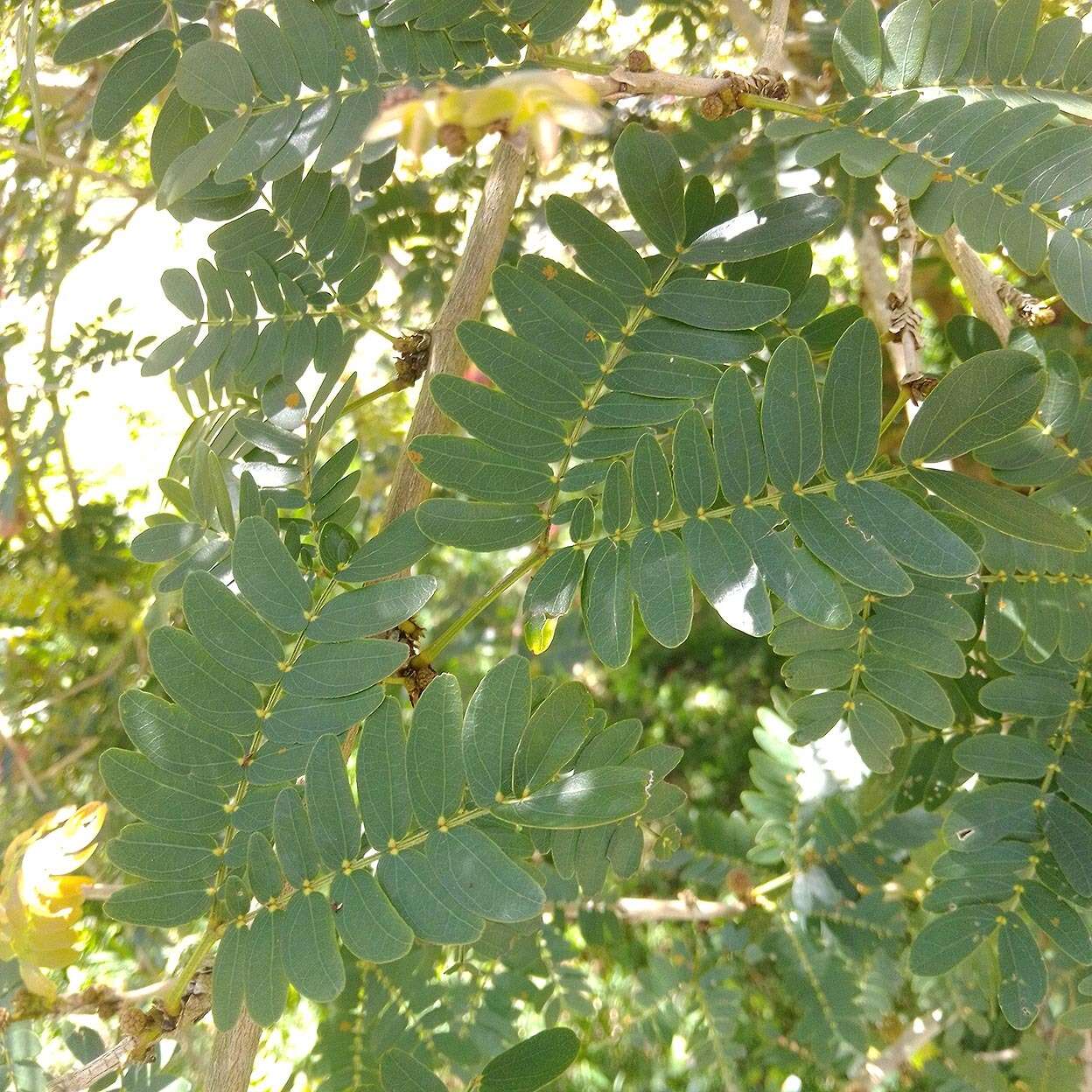 Plancia ëd Calliandra surinamensis Benth.