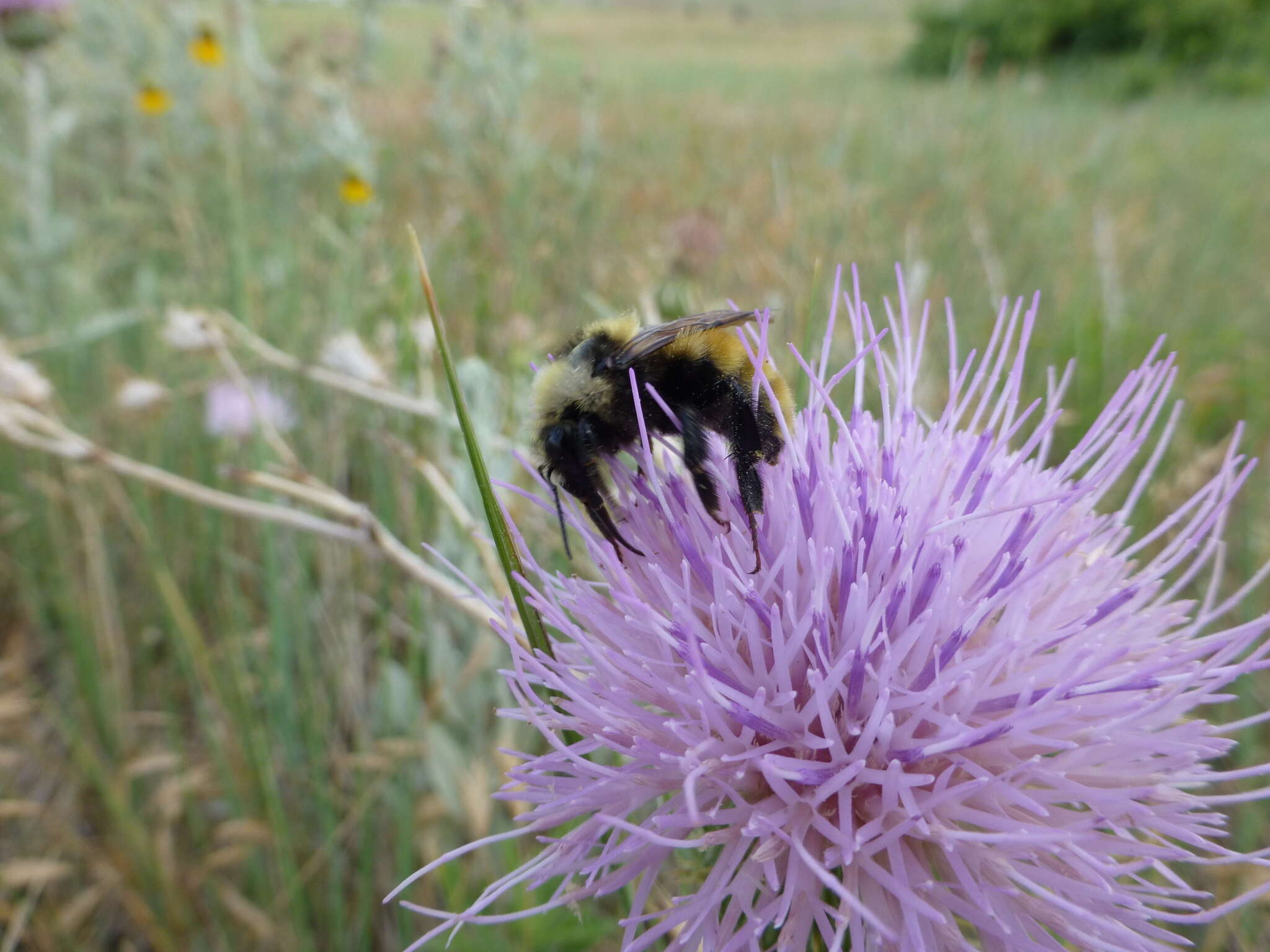 Imagem de Bombus appositus Cresson 1879