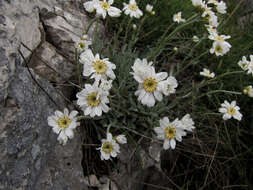 Sivun Achillea ageratifolia (Sibth. & Sm.) Boiss. kuva