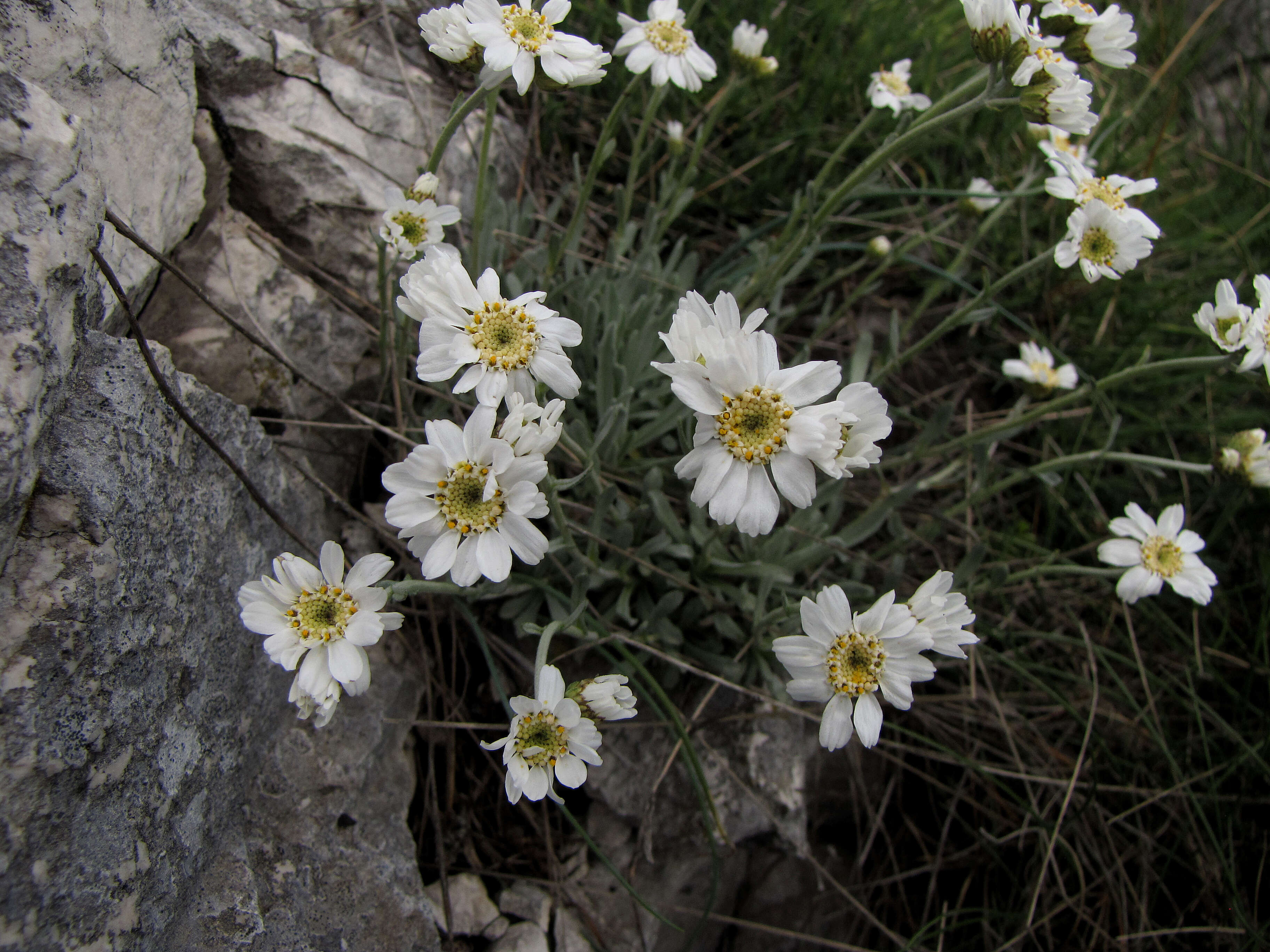 Слика од Achillea ageratifolia (Sibth. & Sm.) Boiss.