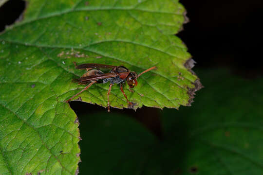 Image de Polistes humilis (Fabricius 1781)