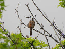 Image of European Rock Bunting