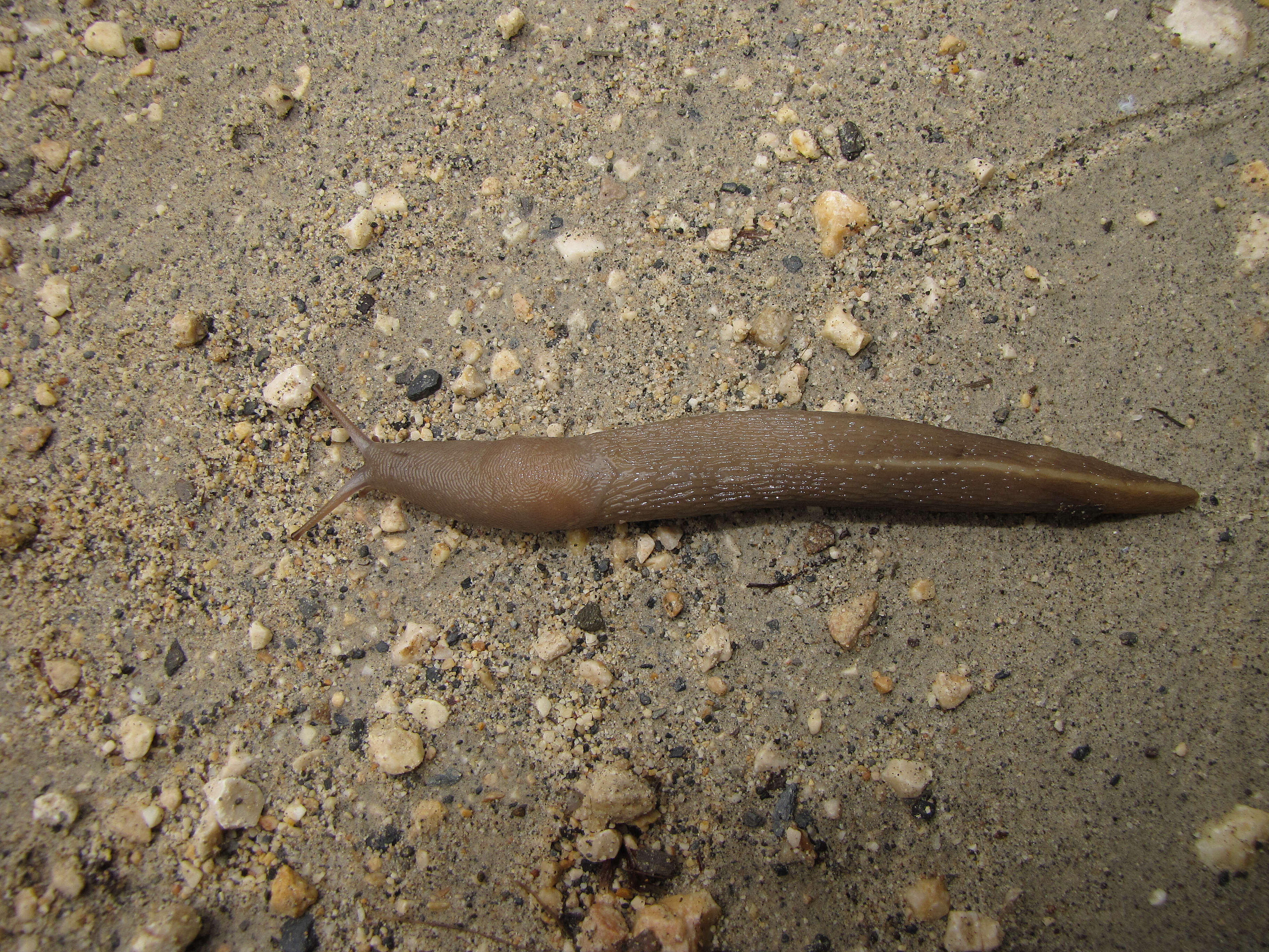 Image of ash-black slug