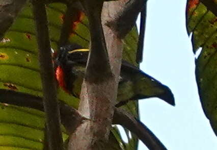 Image of Scarlet-breasted Flowerpecker
