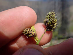 Image of Lesser Black-Scale Sedge