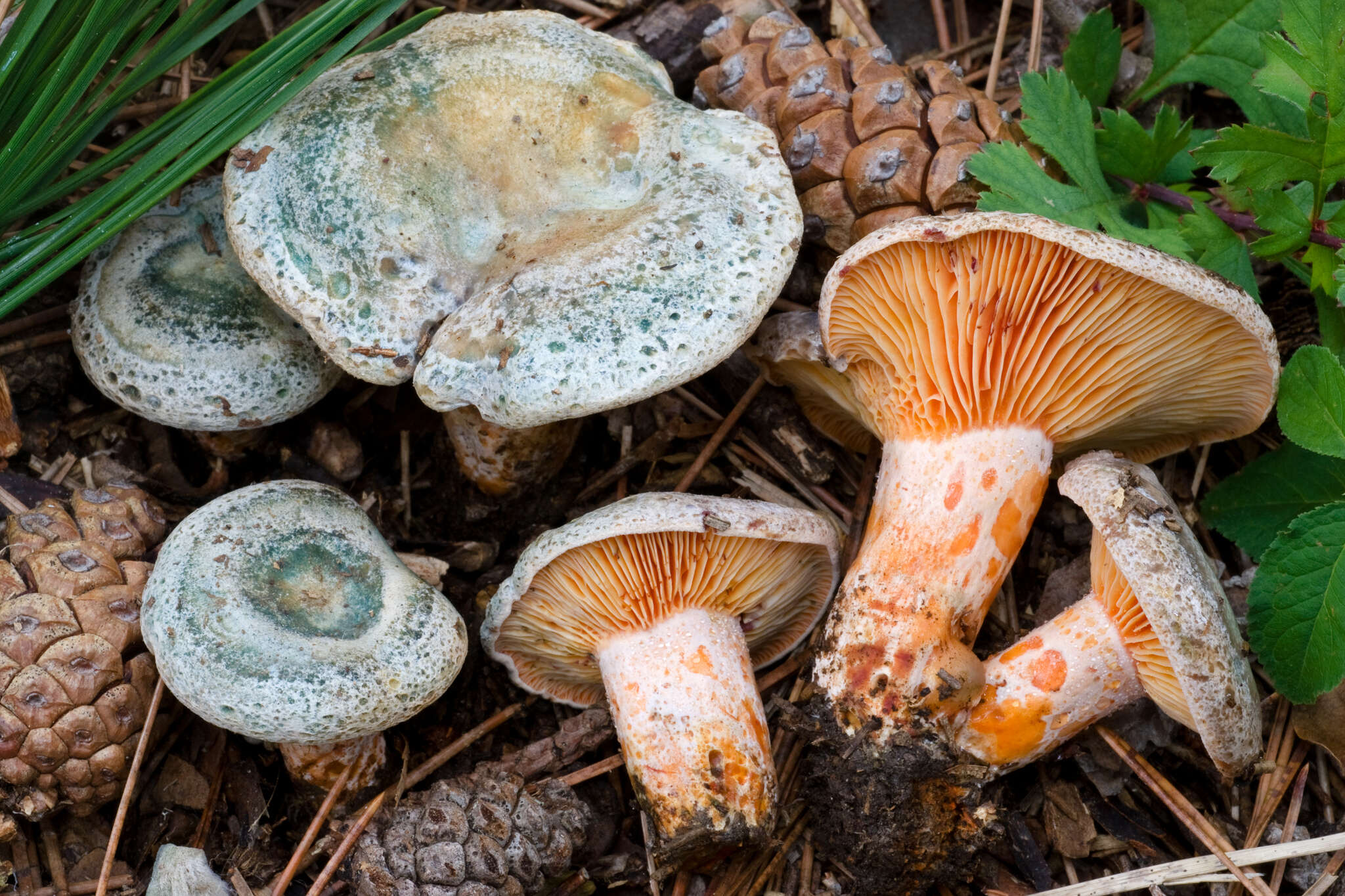 Image of Lactarius semisanguifluus R. Heim & Leclair 1950