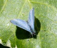 Image of holly blue