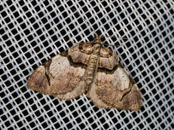 Plancia ëd Anticlea derivata Schiffermüller 1775