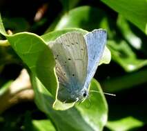 Image of holly blue