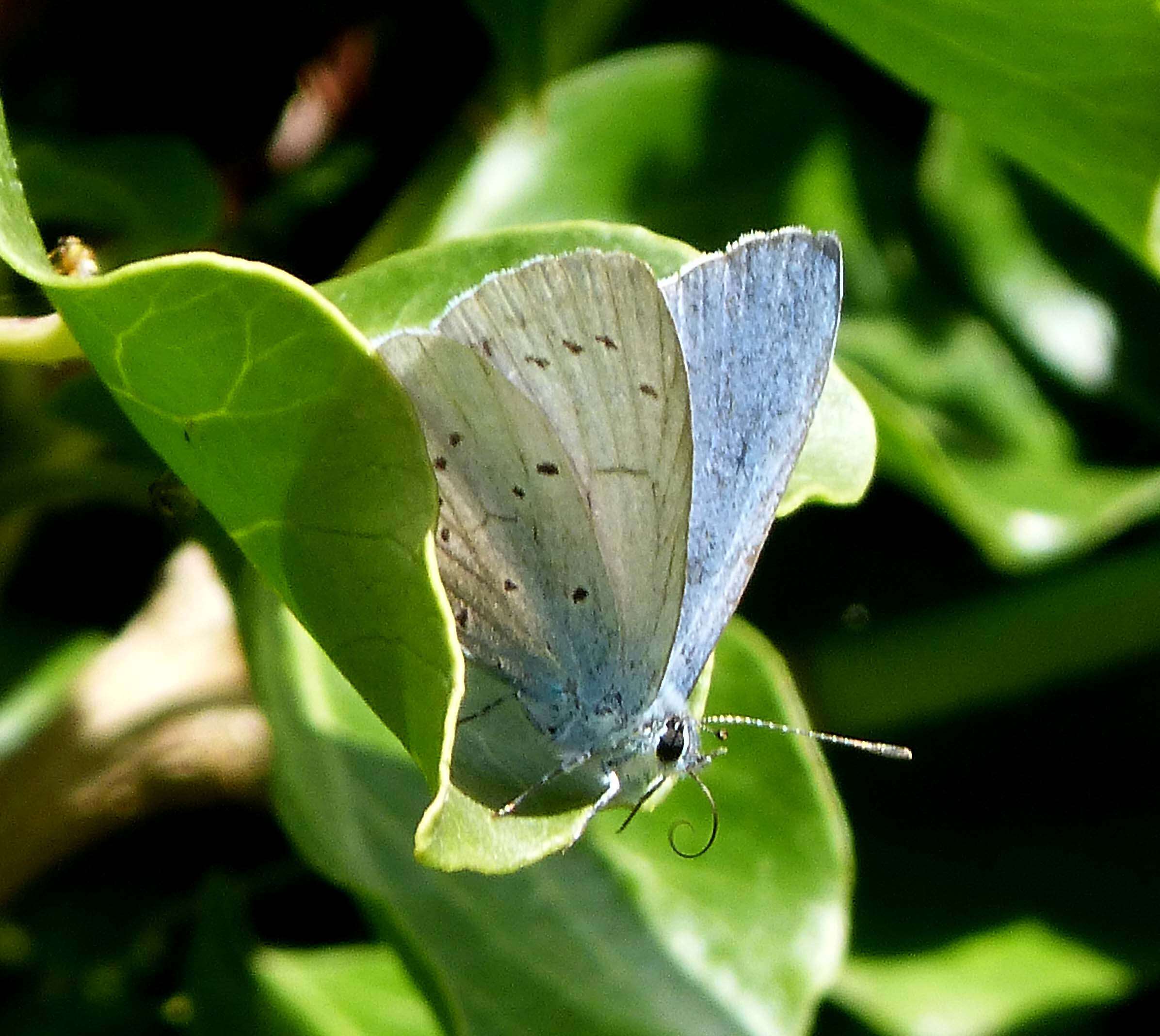 Image of holly blue