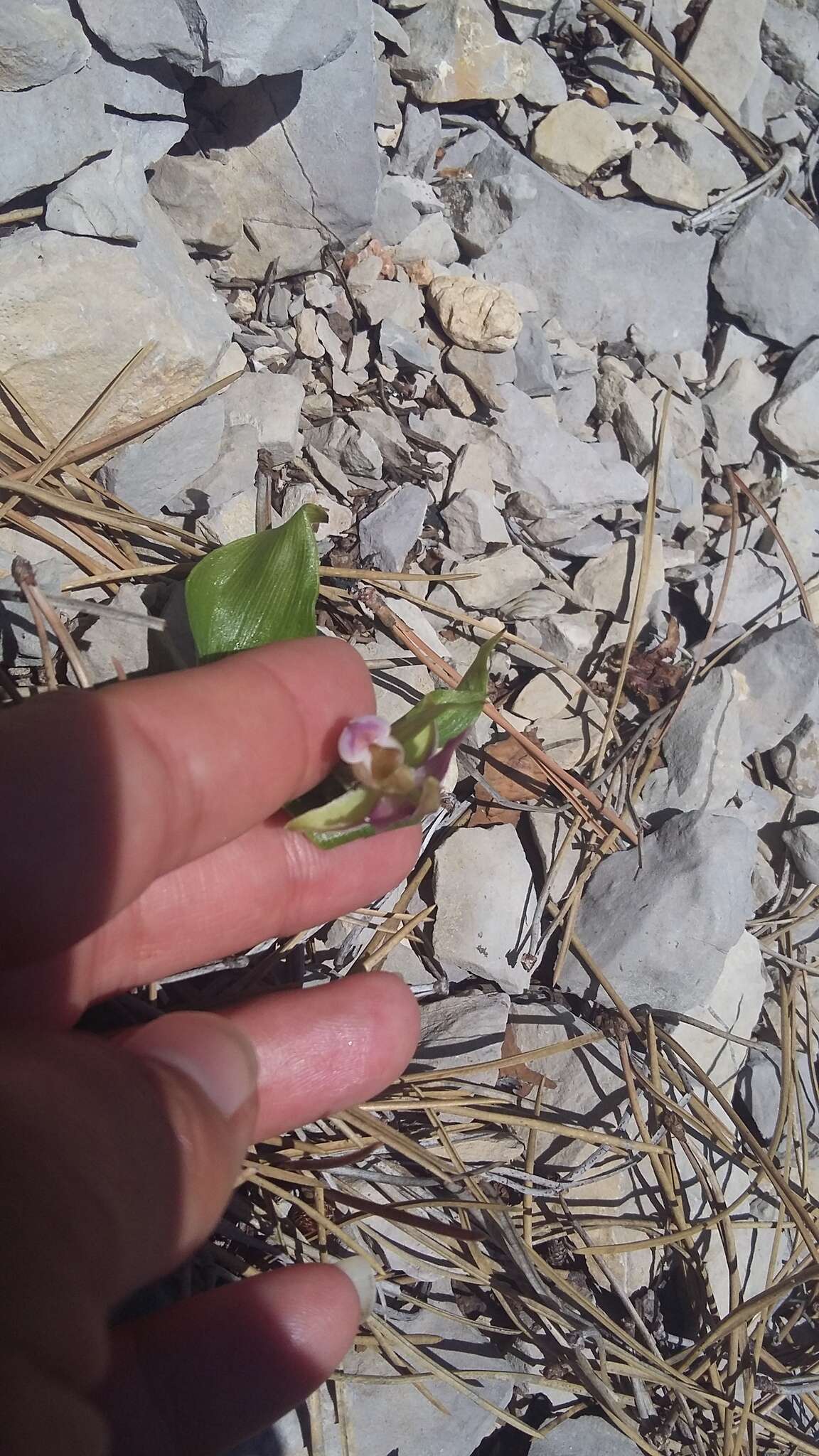 Imagem de Epipactis helleborine subsp. orbicularis (K. Richt.) E. Klein