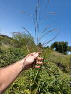 Image of giant cutgrass