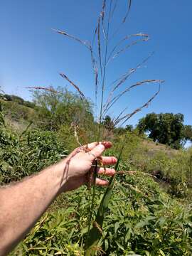 Image of giant cutgrass