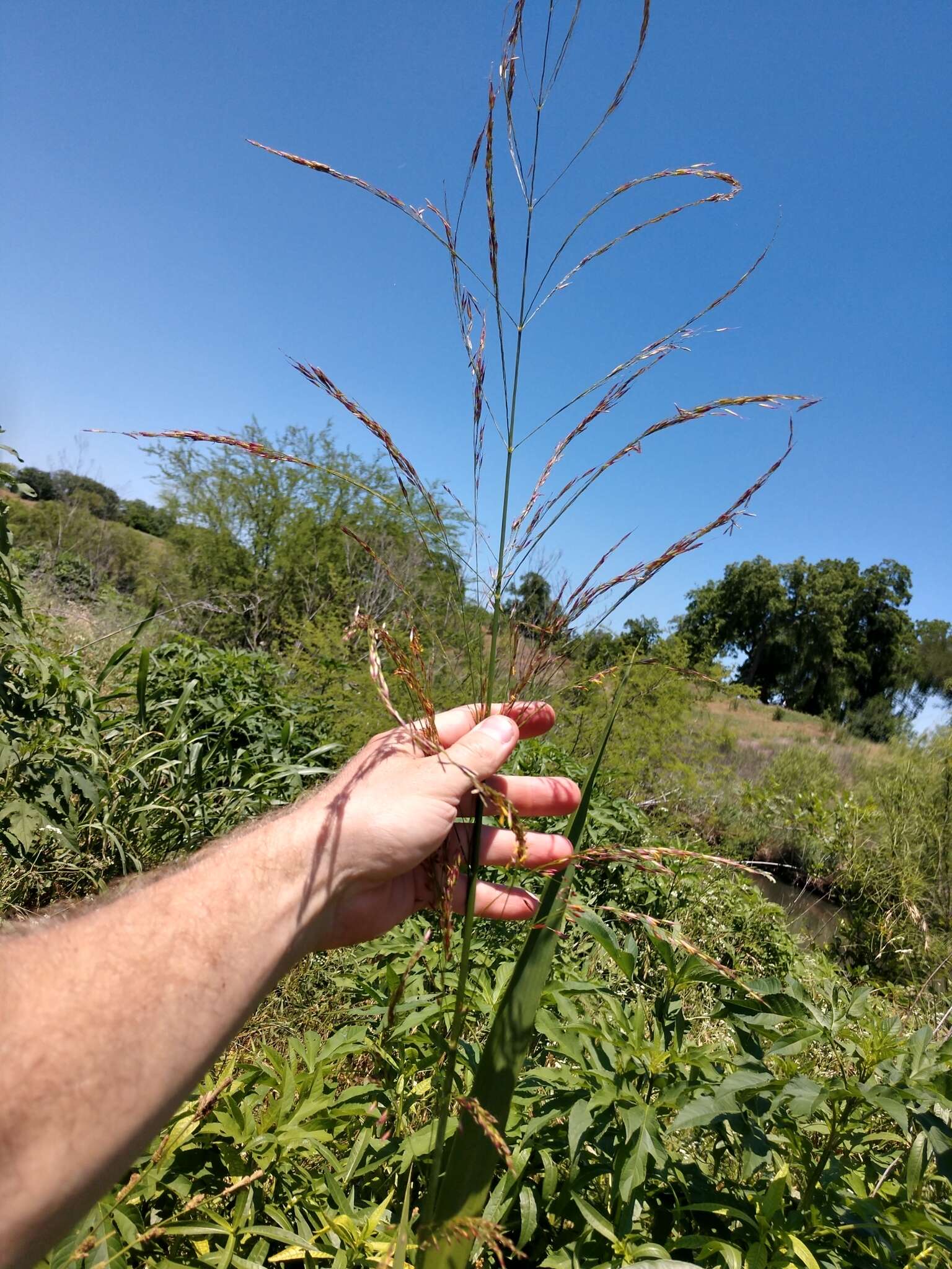 Sivun Zizaniopsis miliacea (Michx.) Döll & Asch. kuva