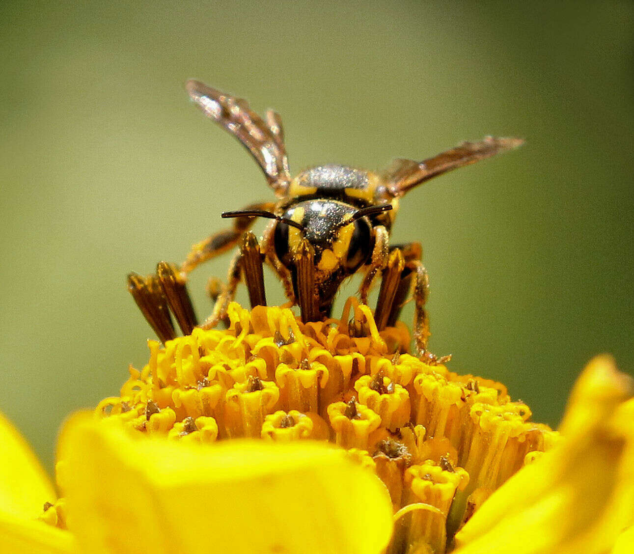 Image of Paranthidium jugatorium lepidum (Cresson 1878)