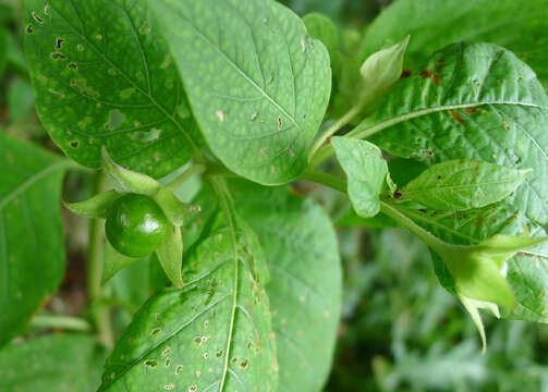 Image of Deadly Nightshade