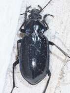 Image of Calosoma (Callitropa) macrum Le Conte 1853