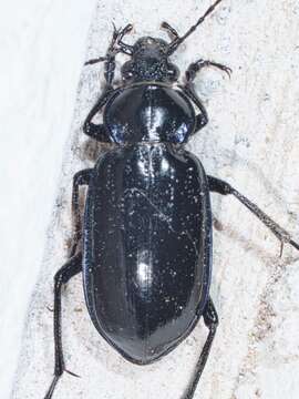 Imagem de Calosoma (Callitropa) macrum Le Conte 1853