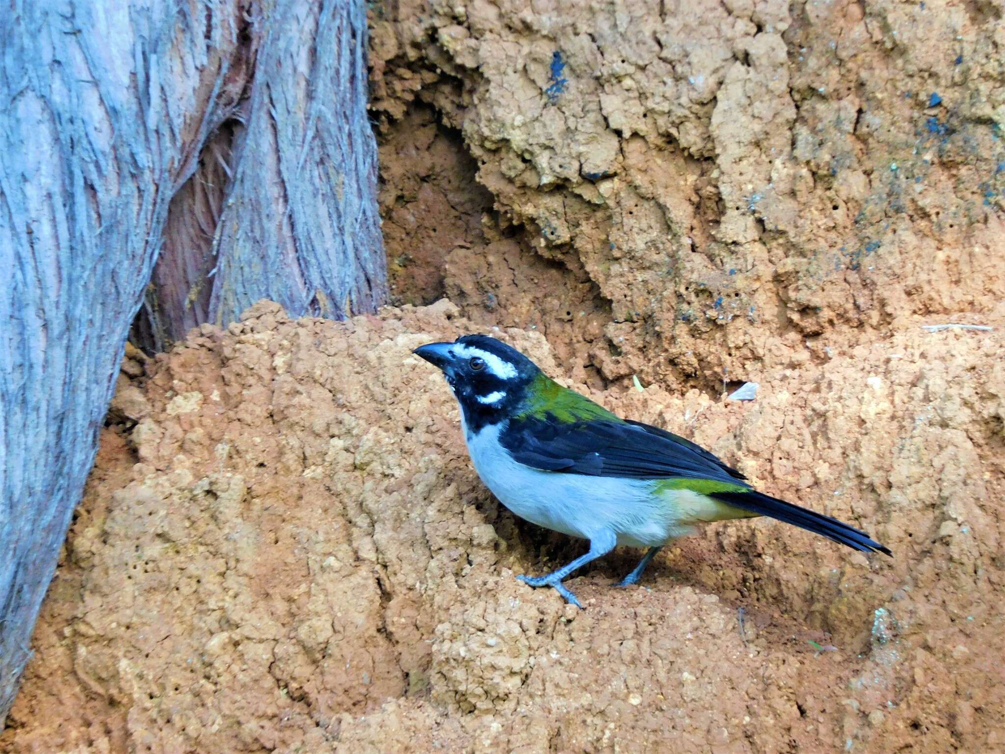 Image of Black-winged Saltator