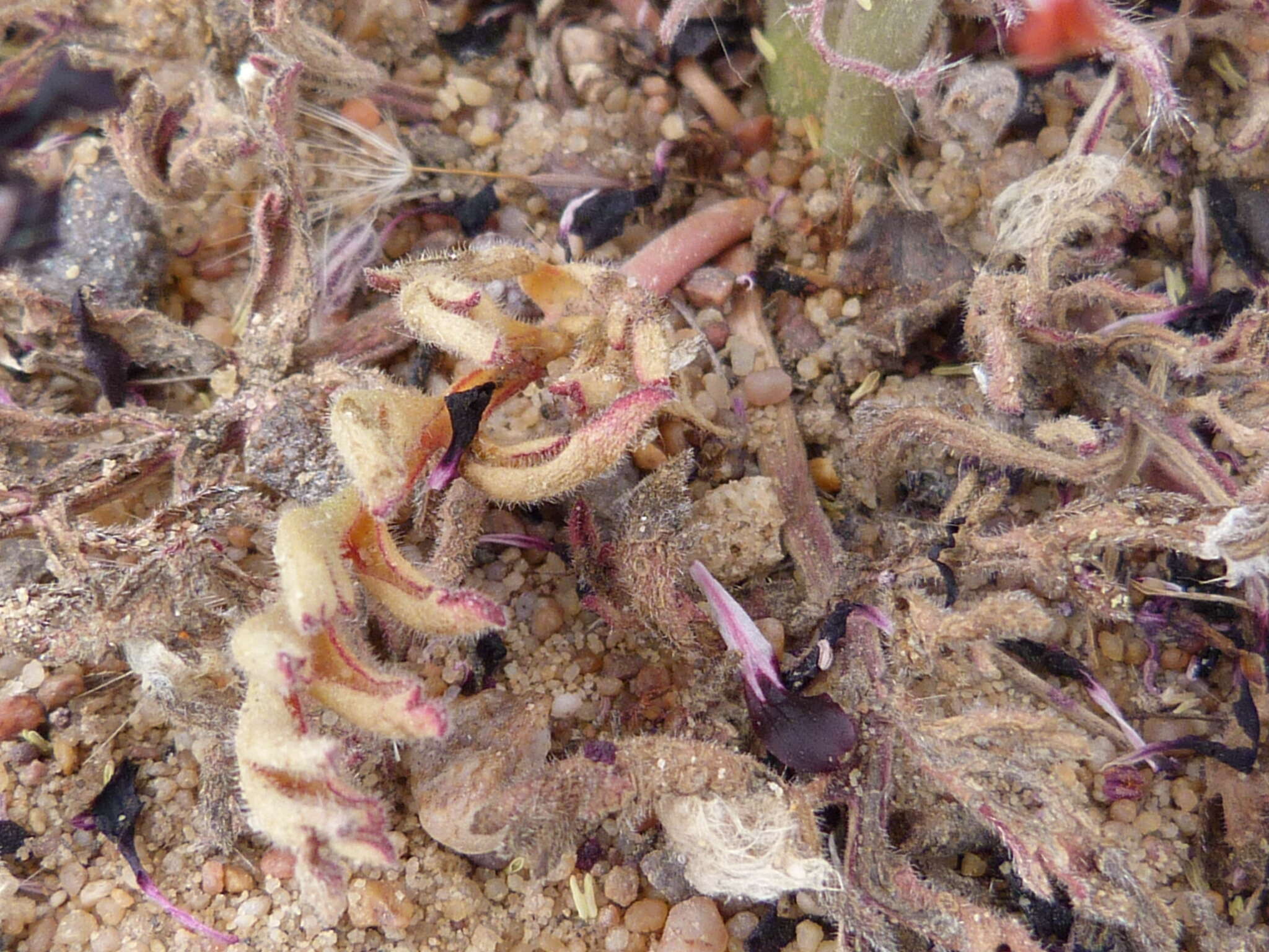 Image of Pelargonium auritum subsp. auritum