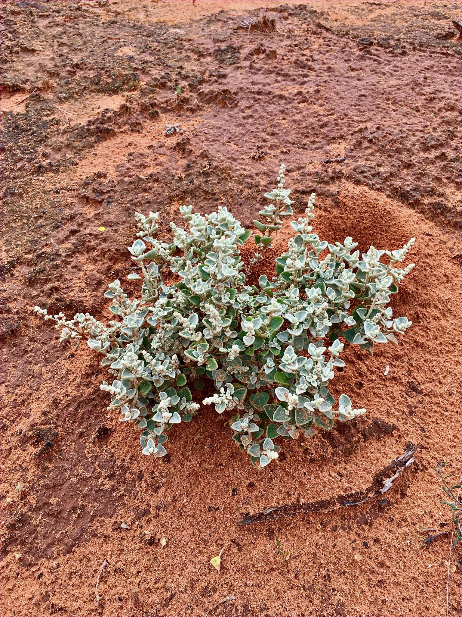 Image of Chenopodium curvispicatum P. G. Wilson