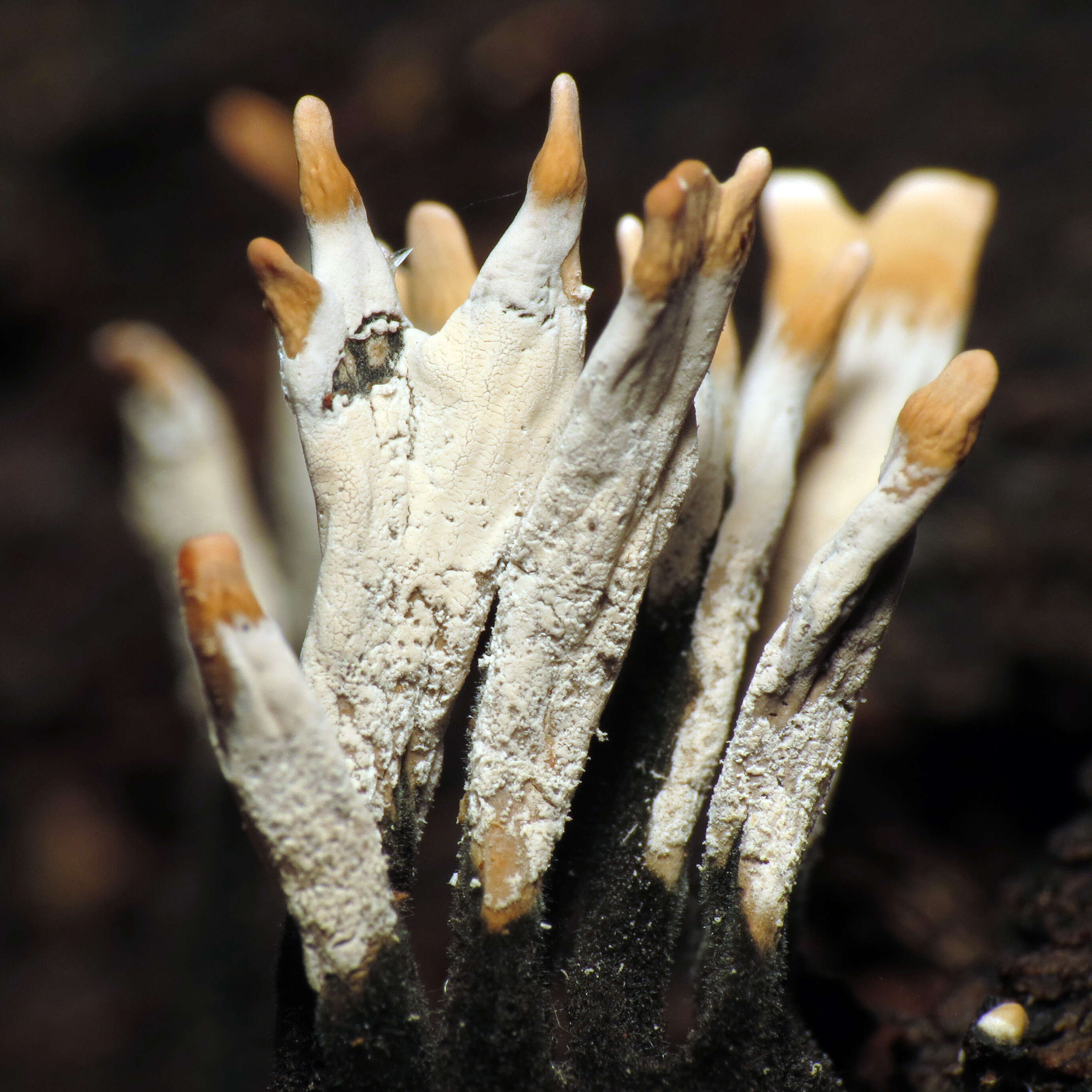 Image of Candle-snuff Fungus