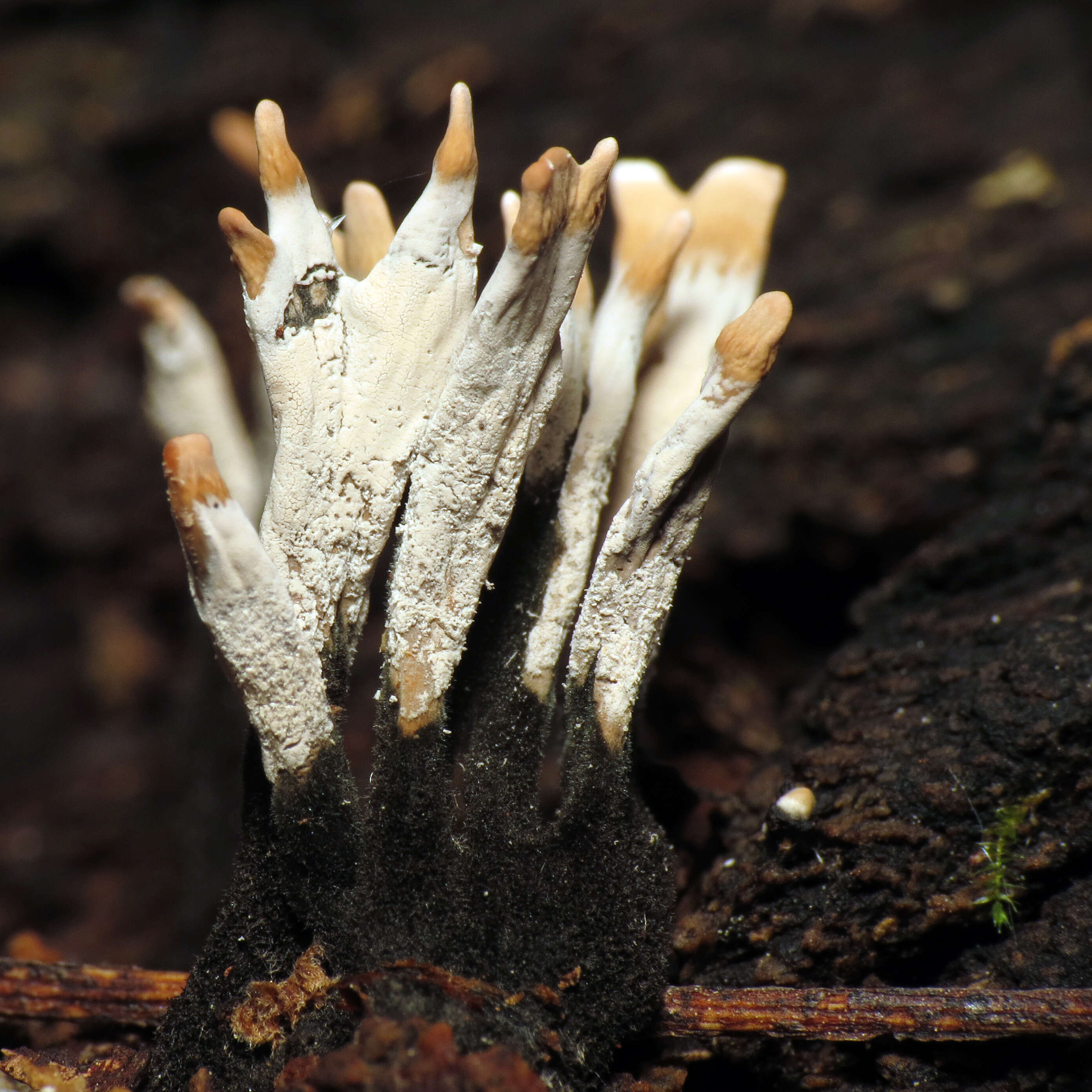 Image of Candle-snuff Fungus