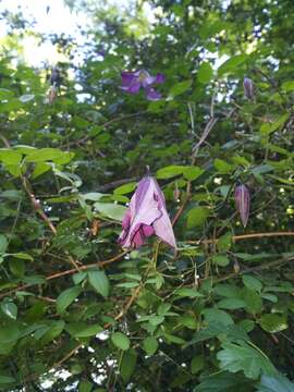 Imagem de Clematis viticella L.