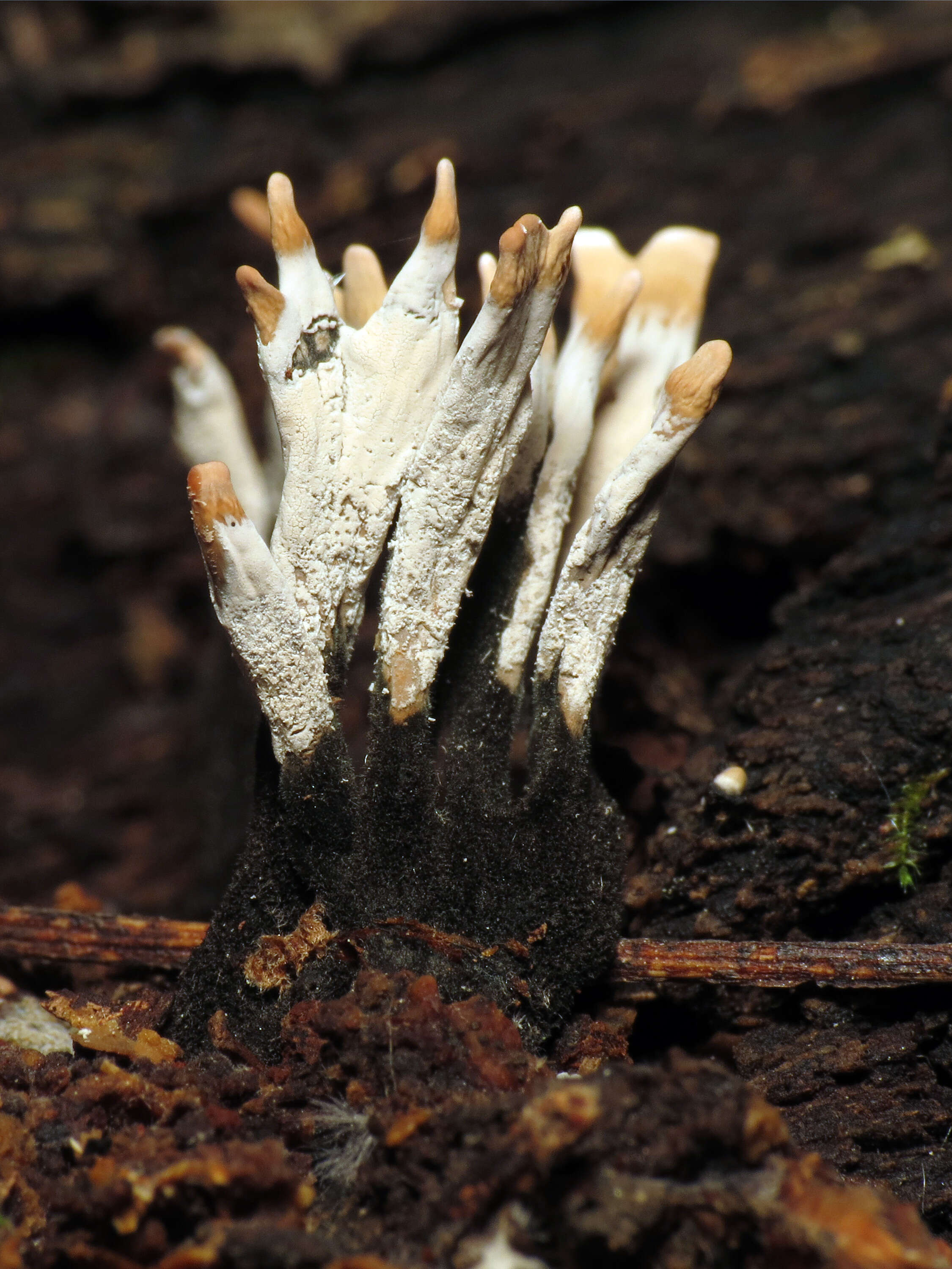 Image of Candle-snuff Fungus