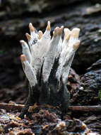 Image of Candle-snuff Fungus