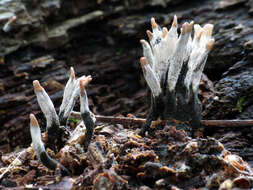 Image of Candle-snuff Fungus