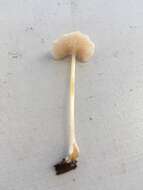 Image of Entoloma albinellum (Peck) Hesler 1967