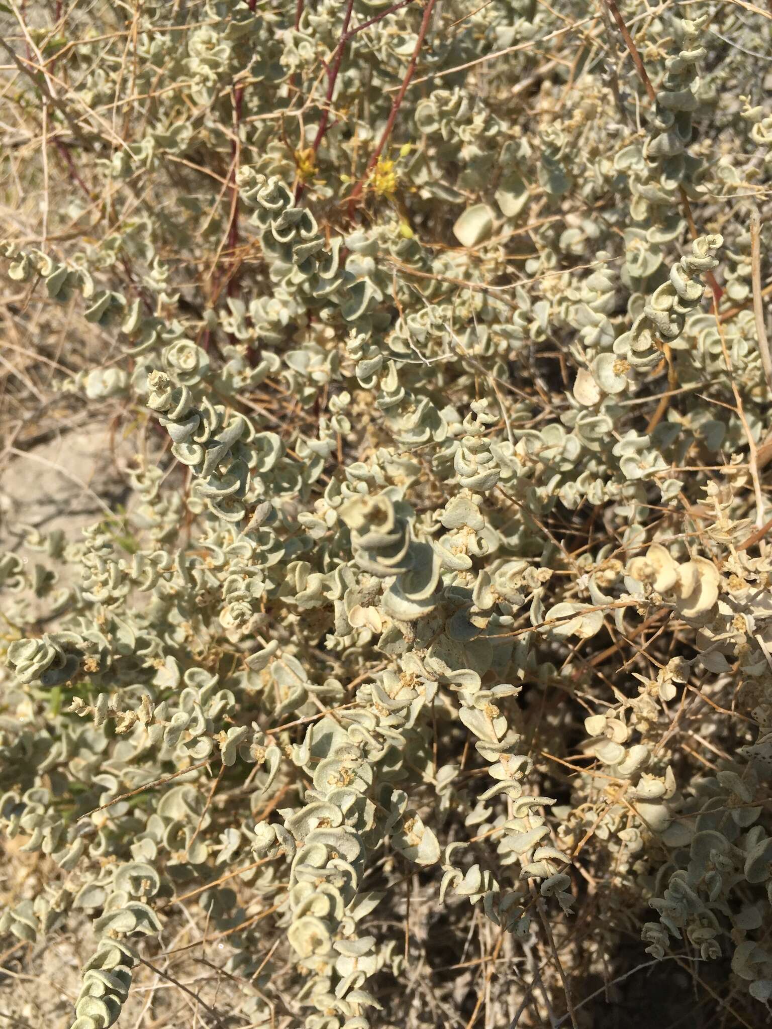 Image of Parry's Saltbush