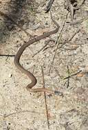 Image of Mustard-bellied Snake