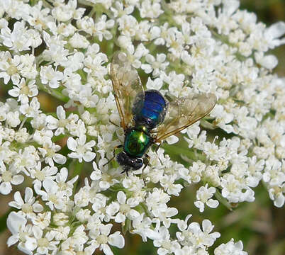 Sivun Chloromyia formosa (Scopoli 1763) kuva